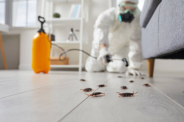 Post-Treatment Bed Bug Interceptor Monitoring in Gibraltar